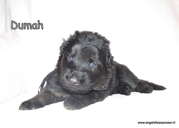 Dumah, zwart-bruine reu, 3 weken jong